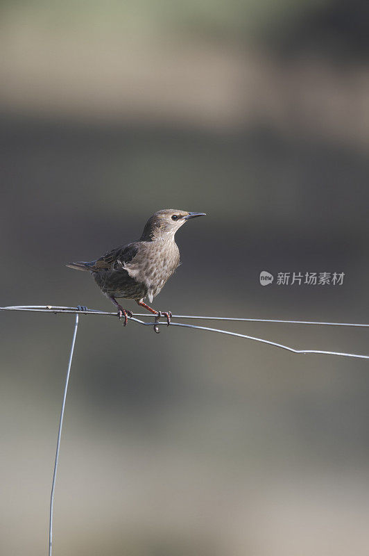 普通椋鸟(Sturnus vulgaris)